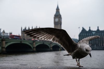 Close up of seagull