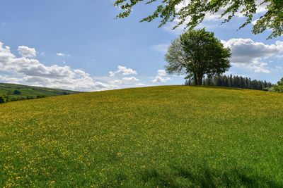 Scenic view of field against sky