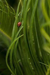 Close-up of ladybug on leaf