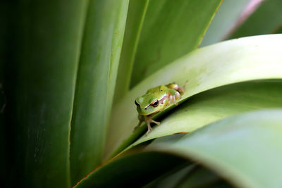 Close-up of insect on leaf
