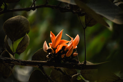 nature