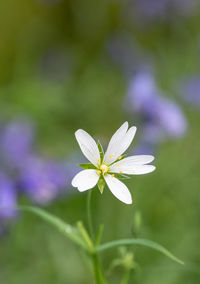 Close-up of white flowering plant