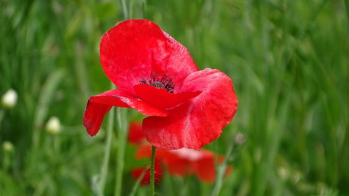 Close-up of red poppy flower on field