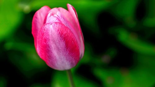 Close-up of red tulip blooming outdoors