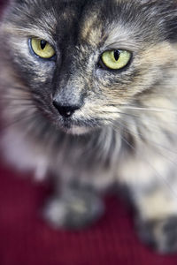 Close-up portrait of cat