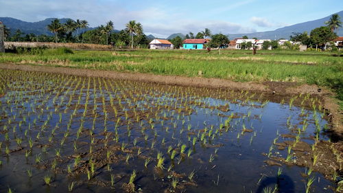 Scenic view of rice field against sky