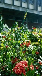 Close-up of red flowering plant against building