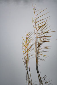 Low angle view of plant against clear sky