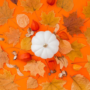 High angle view of orange flowering plant during autumn