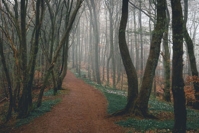 Footpath amidst trees in forest