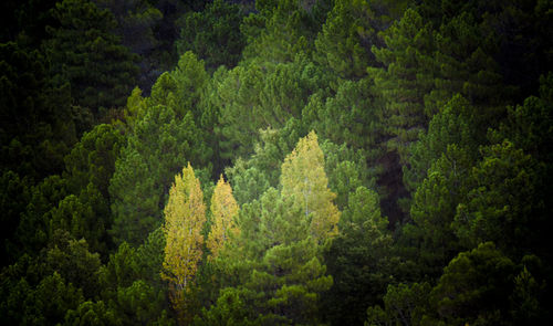 Full frame shot of trees in the forest