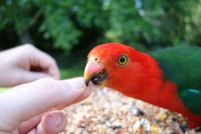 Cropped image of hand feeding australian king parrot