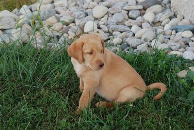 Portrait of puppy on field