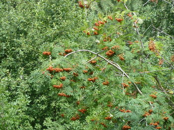 High angle view of flowering plant on field