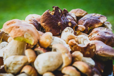 Close-up of mushrooms