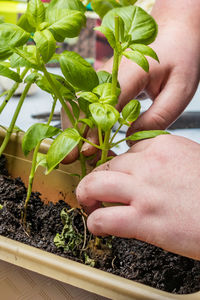 Close-up of hand holding plant