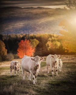 Cows standing in a field