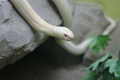 Close-up of a lizard