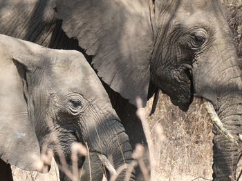 indian elephant