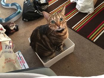 High angle portrait of cat sitting on book