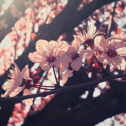 Close-up of fresh flowers on tree