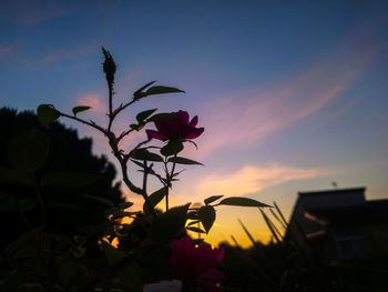 Close-up of flowering plant against sky during sunset