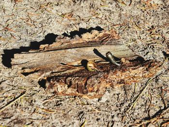 Close-up of bird perching on ground