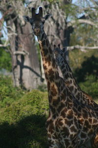 Close-up of giraffe