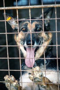 Close-up portrait of dog