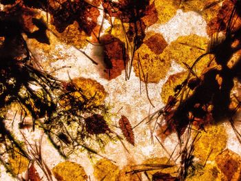 Close-up of autumn tree in cave