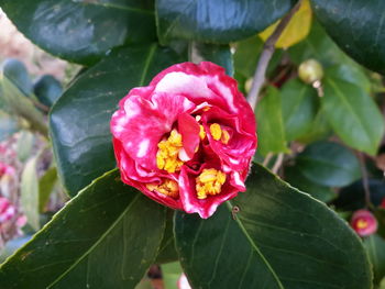 Close-up of pink flower