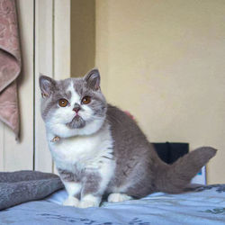 Portrait of cat sitting on bed at home