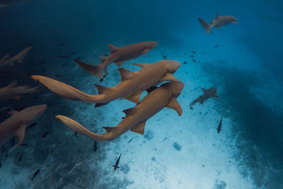 Close-up of fish swimming in sea