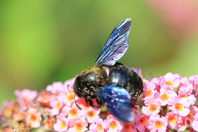 Close-up of honey bee pollinating on flower