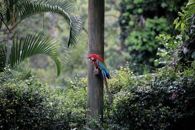 Bird perching outdoors