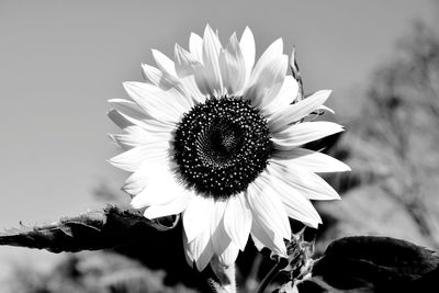 Close-up of sunflower