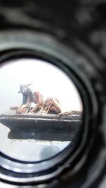 Close-up of crab on window