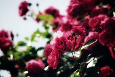 Close-up of pink flowering plants