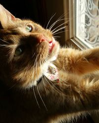 High angle view of cat by window at home