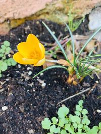 Close-up of yellow crocus flower on field