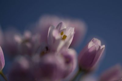 Close-up of pink flower blooming outdoors