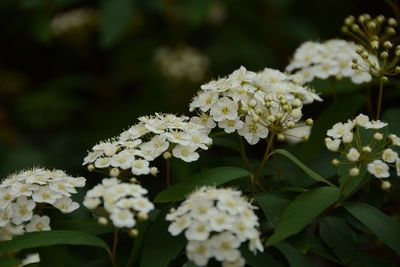 Close-up of white flowers