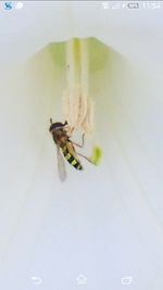 Close-up of insect on wall