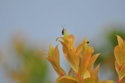 Close-up of insect on plant