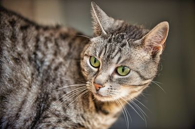 Close-up portrait of a cat looking away