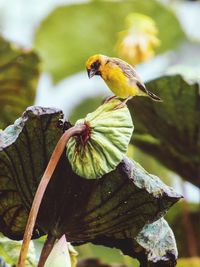 Close-up of bird perching on tree