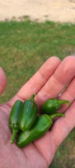 Close-up of hand holding green chili