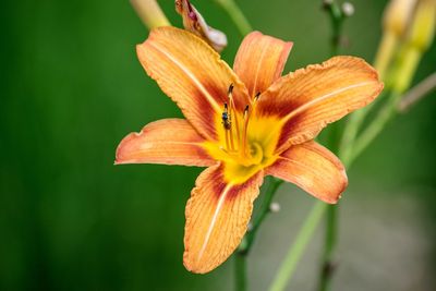 High angle close-up of day lily blooming at park