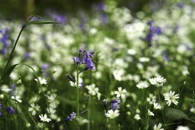 Close-up of purple flowering plant