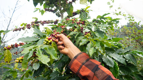 Low angle view of hand holding fruit on tree